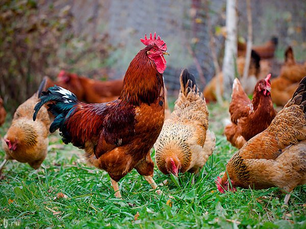Породы куриц | ЗооТом - продажа, вязка и услуги для животных в Кинеле