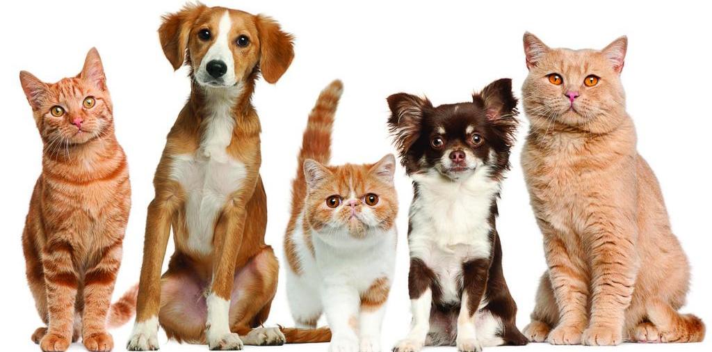 Доска объявлений о животных | ЗооТом - продажа, вязка и услуги для животных в Кинеле