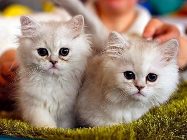 Породы кошек в Кинеле | ЗооТом портал о животных