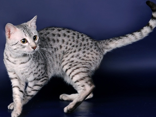 Породы кошек в Кинеле | ЗооТом портал о животных