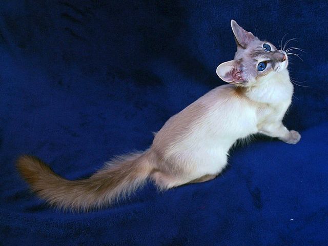 Выведенные породы кошек в Кинеле | ЗооТом портал о животных