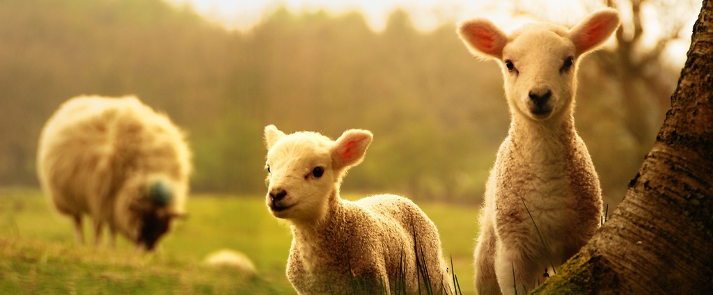 Объявления о сельскохозяйственных животных | ЗооТом - продажа, вязка и услуги для животных в Кинеле