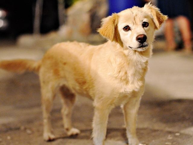 Породы собак в Кинеле | ЗооТом портал о животных