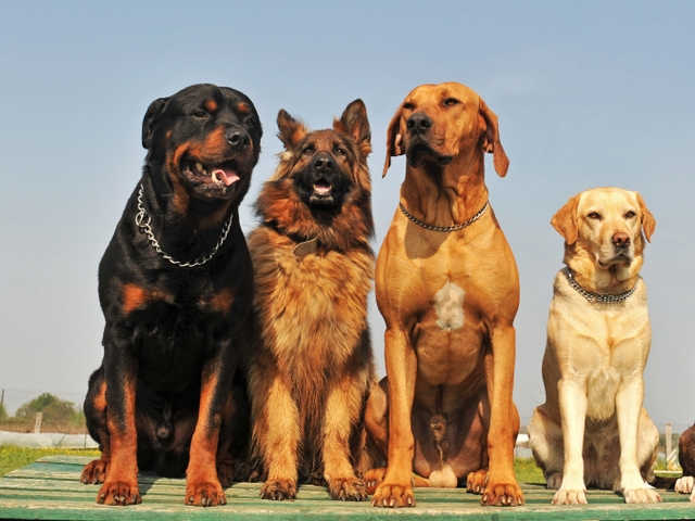 Крупные породы собак в Кинеле | ЗооТом портал о животных