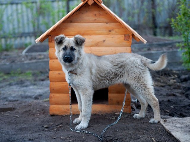 Все о собаках в Кинеле Все о собаках в Кинеле